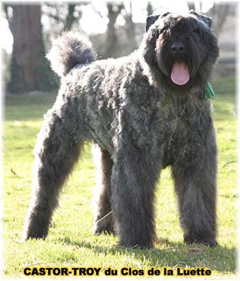 bouvier des flandres du clos de la luette - copyright d&eacute;pos&eacute;